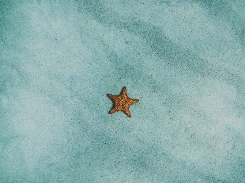 唯美可愛的海星圖片