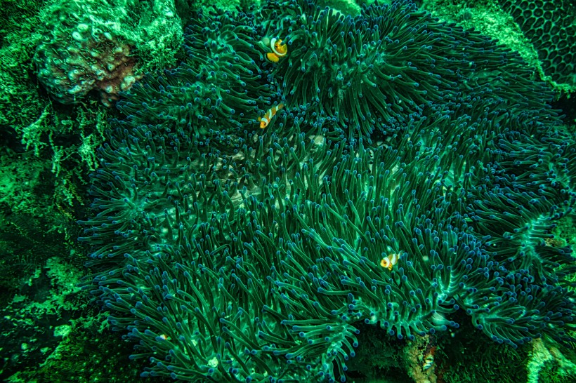 海底的海藻圖片