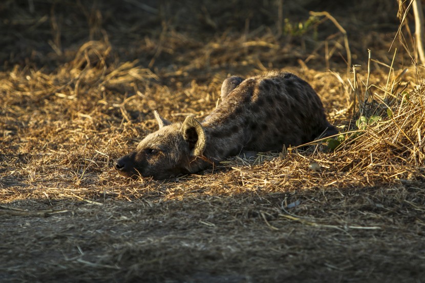 兇殘機靈的鬣狗圖片