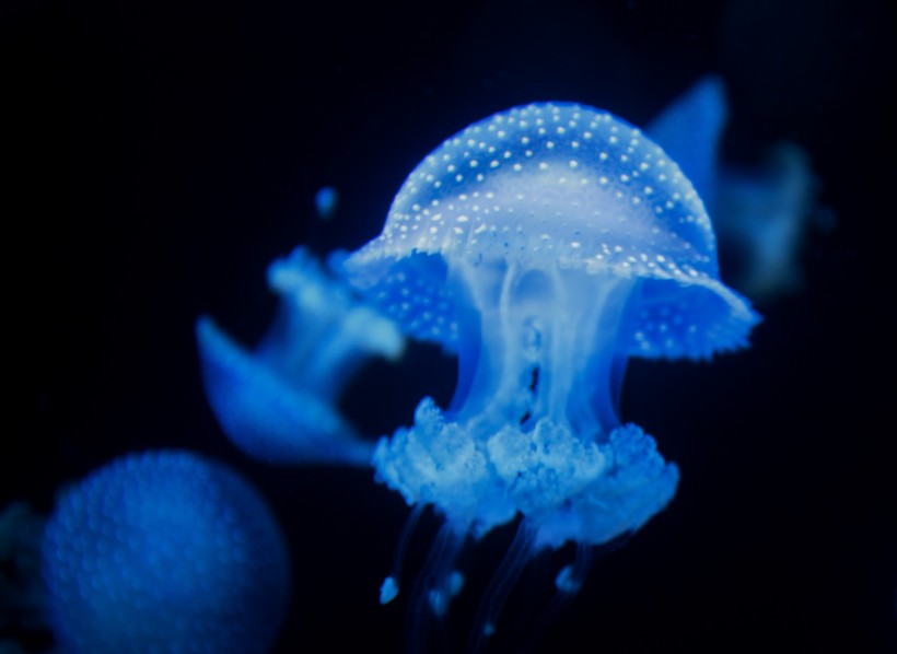 藍色海洋裡漂浮的水母圖片