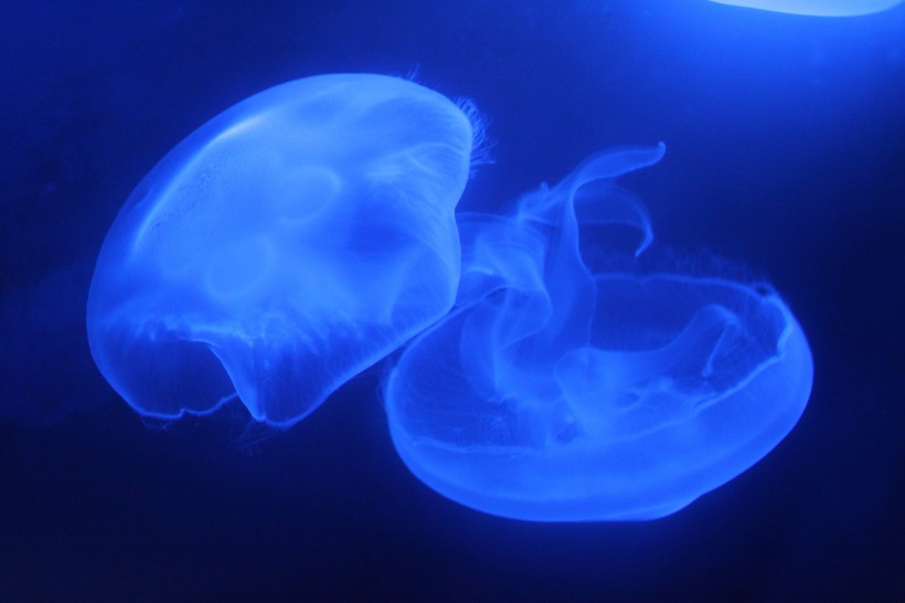 藍色海洋裡漂浮的水母圖片