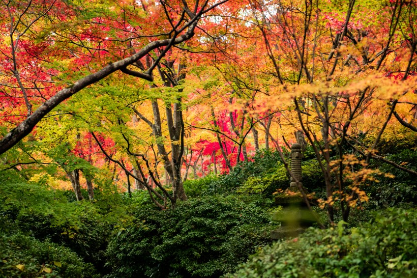 京都楓葉圖片