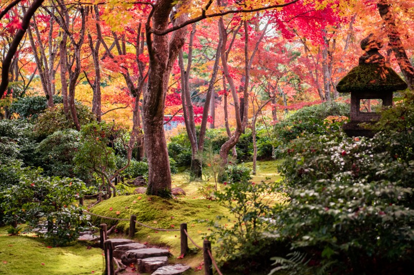 京都楓葉圖片