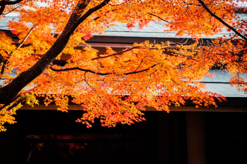京都楓葉圖片