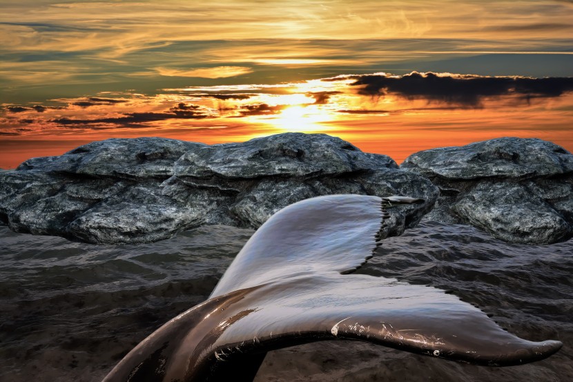 海中霸王鲸魚圖片