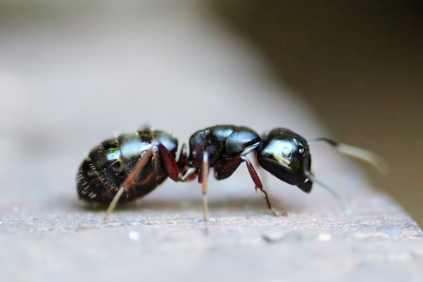 勤勞可愛的螞蟻圖片