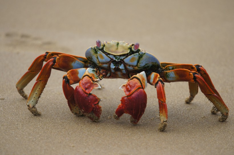 沙灘上橫行霸道的螃蟹圖片