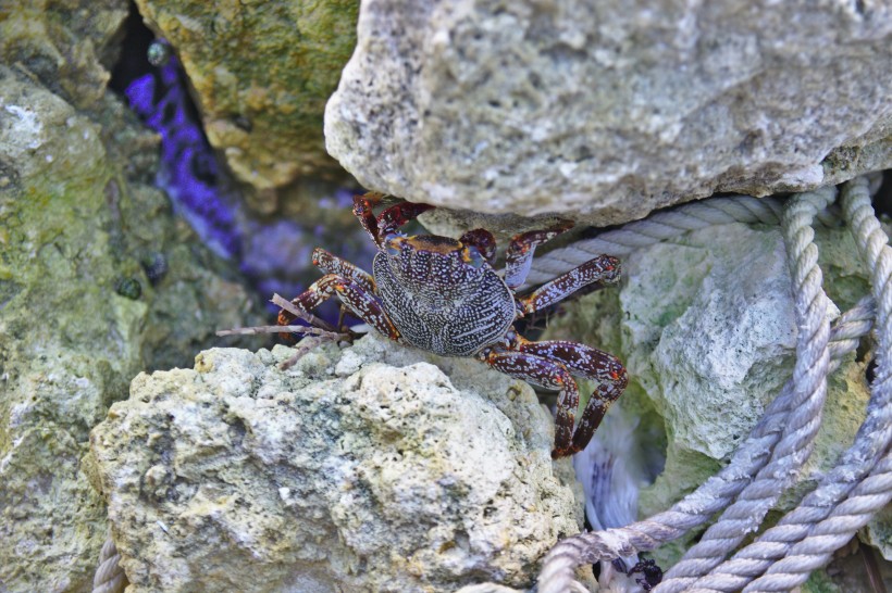 沙灘上橫行霸道的螃蟹圖片
