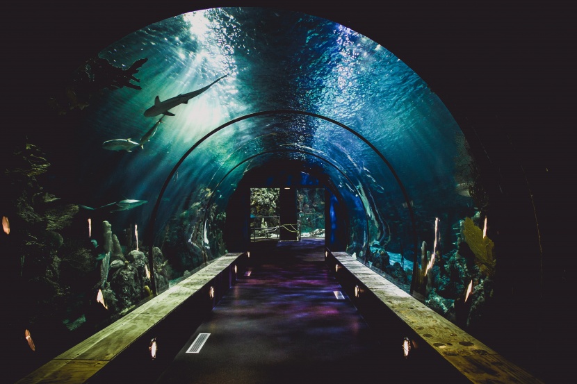 漂亮的水族館海洋生物圖片
