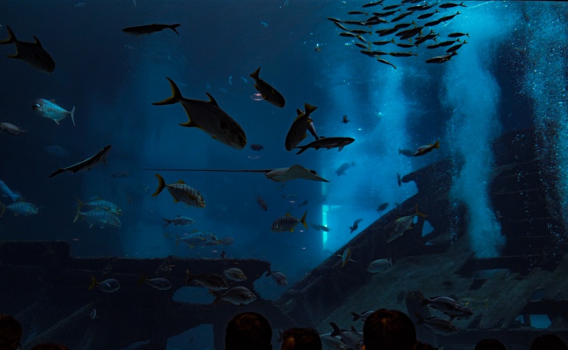 漂亮的水族館海洋生物圖片