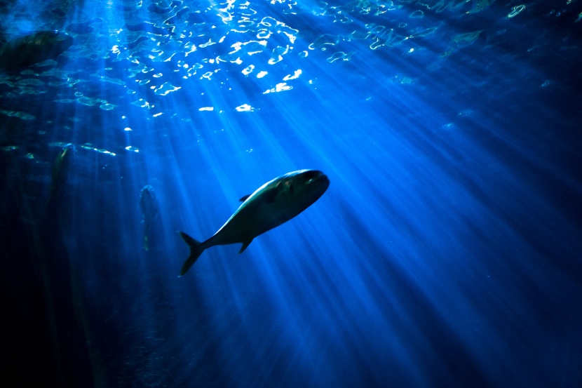 漂亮的水族館海洋生物圖片