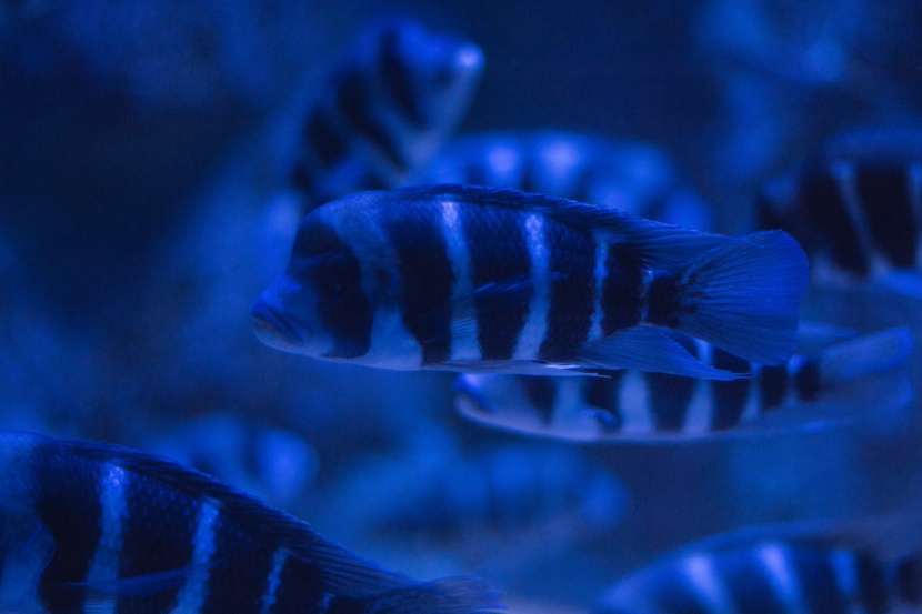 漂亮的水族館海洋生物圖片
