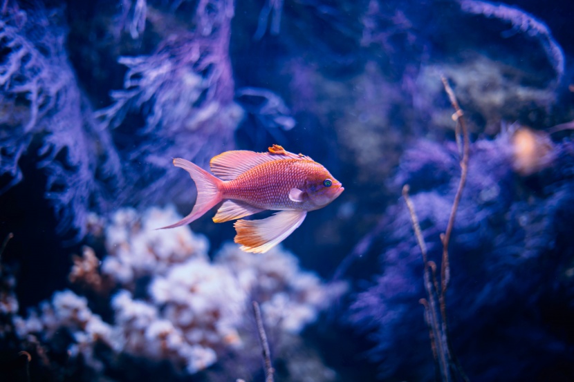 漂亮的水族館海洋生物圖片