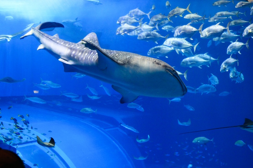 漂亮的水族館海洋生物圖片