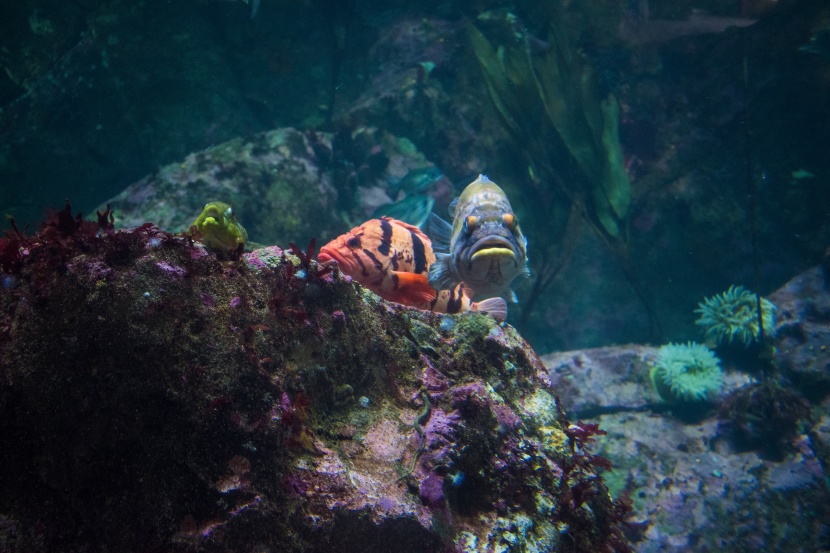漂亮的水族館海洋生物圖片