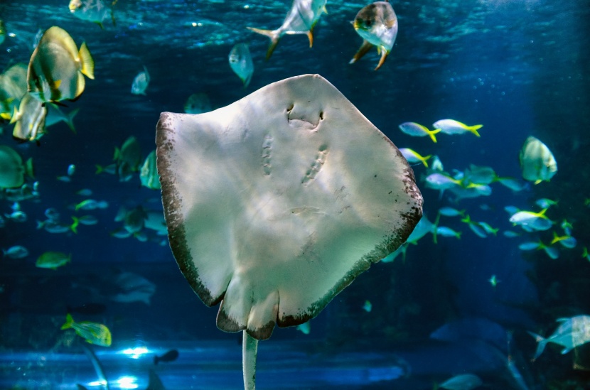 漂亮的水族館海洋生物圖片