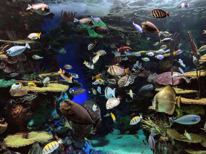 漂亮的水族館海洋生物圖片