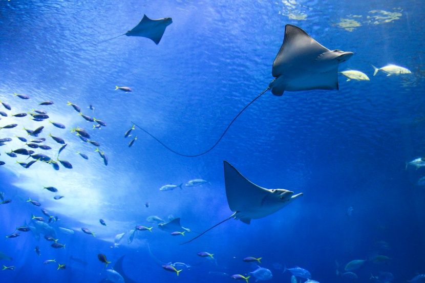 漂亮的水族館海洋生物圖片