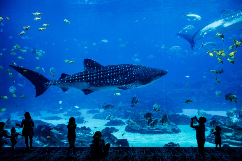 漂亮的水族館海洋生物圖片