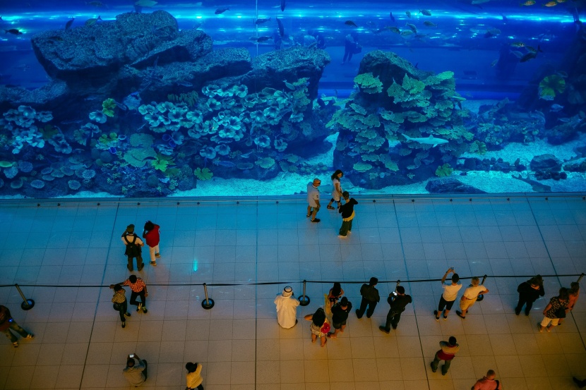 漂亮的水族館海洋生物圖片