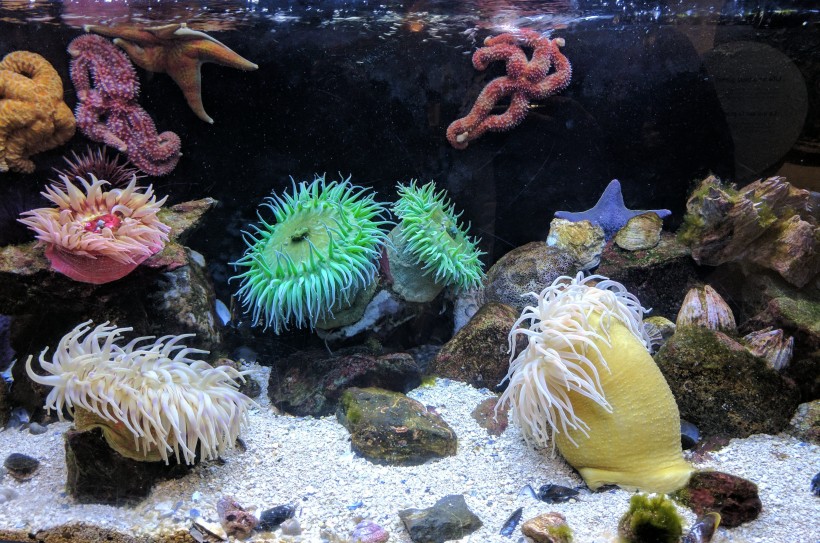 色彩鮮豔的珊瑚圖片