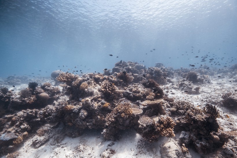 海底唯美多彩的珊瑚圖片