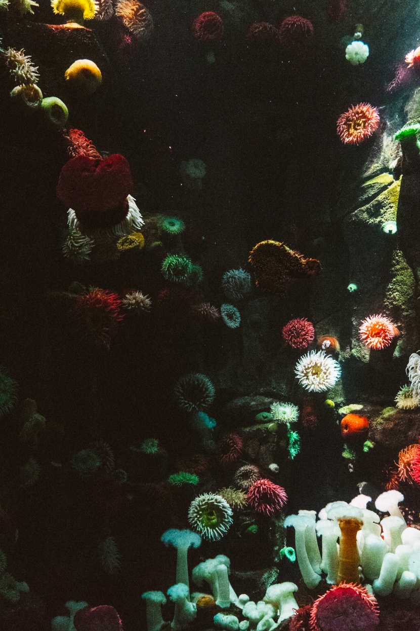 色彩斑斓的珊瑚圖片