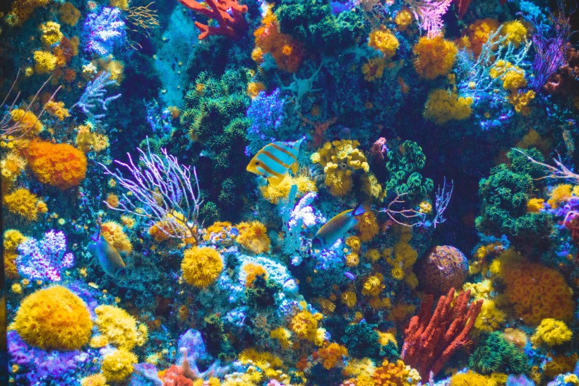 色彩斑斓的珊瑚圖片