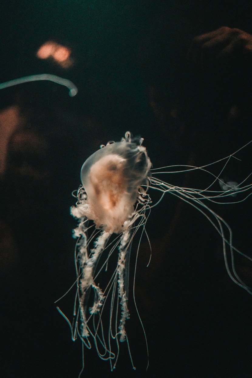 深海裡的水母圖片