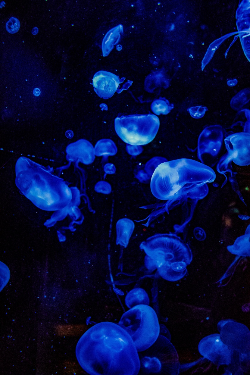 深海裡的水母圖片