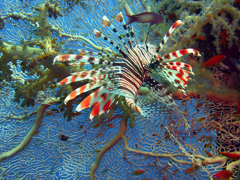 色彩斑斓的獅子魚圖片