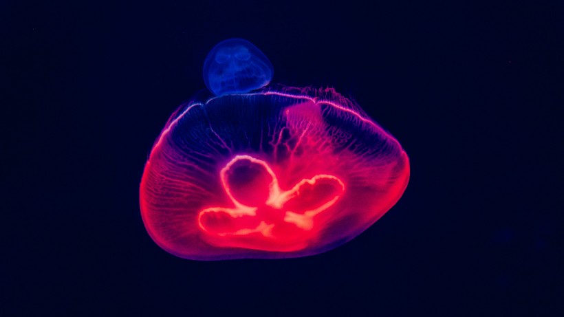 柔軟透明的水母圖片