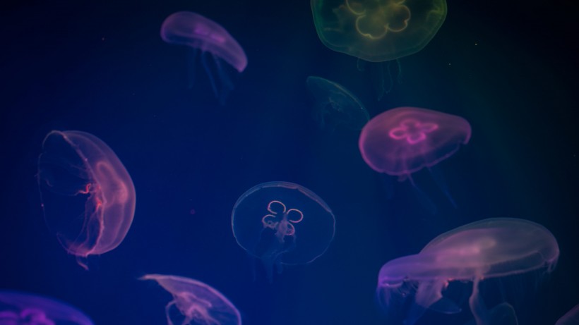 藍色海洋裡傘狀的水母圖片