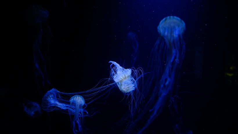 海洋中随波逐流的水母圖片