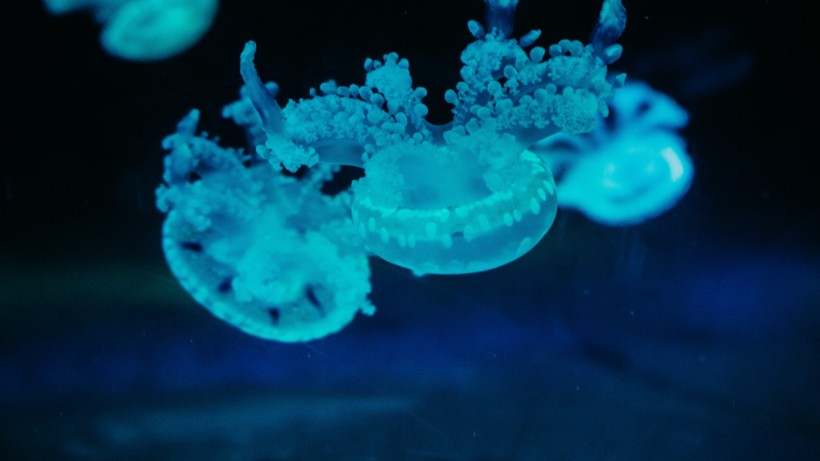 海水中柔軟的水母圖片
