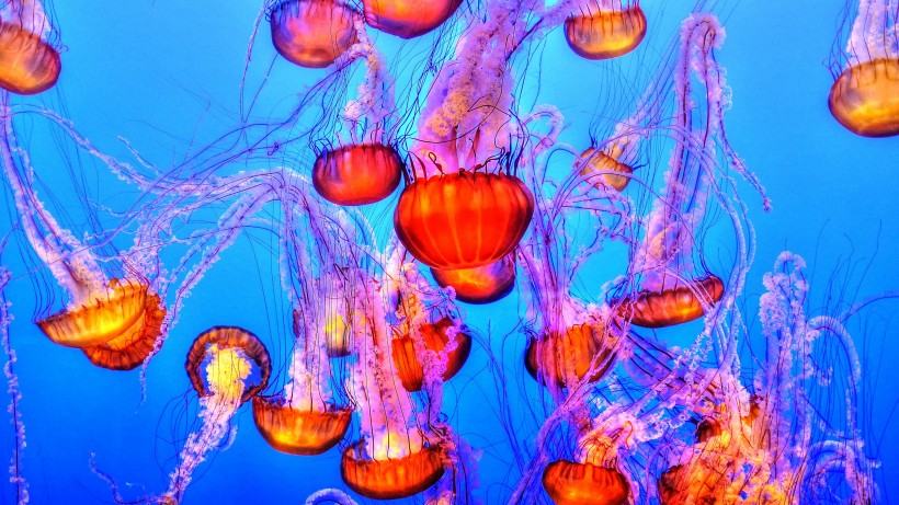 透明可愛的水母圖片