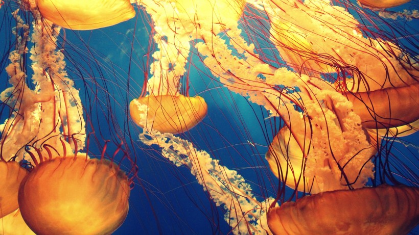 海洋中四處遊蕩的水母圖片