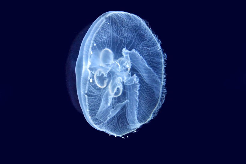 藍色海洋裡傘狀的水母圖片