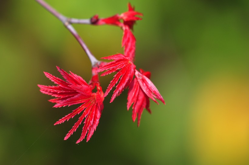 紅色楓葉圖片