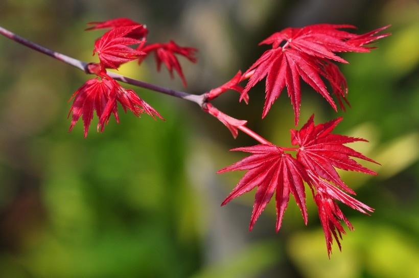 紅色楓葉圖片