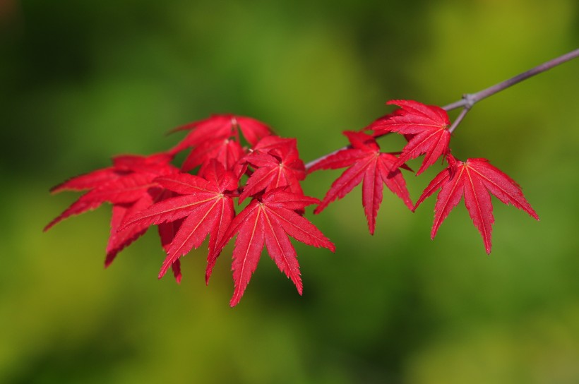 紅色楓葉圖片