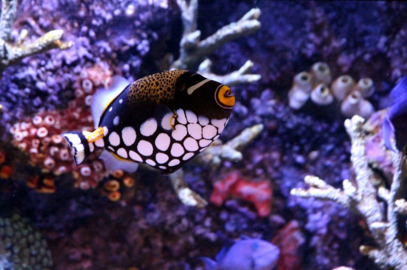 栖息在珊瑚礁裡的小醜魚圖片
