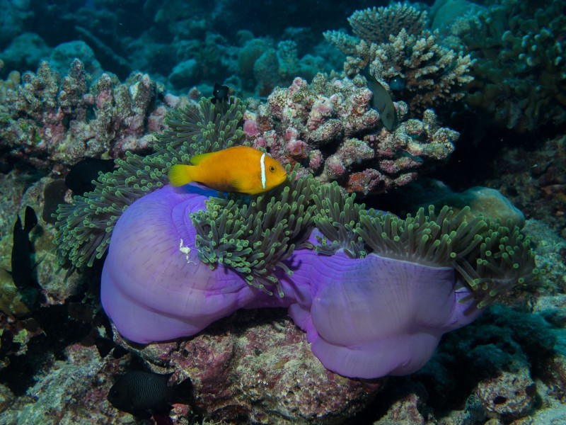 在海葵中穿插遊蕩的小醜魚圖片