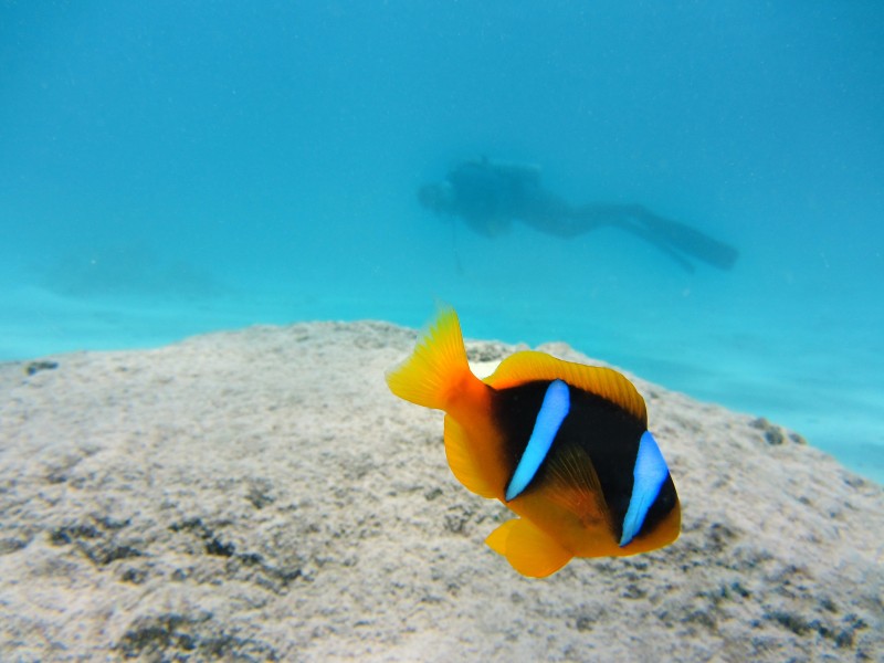 海洋中遨遊的小醜魚圖片