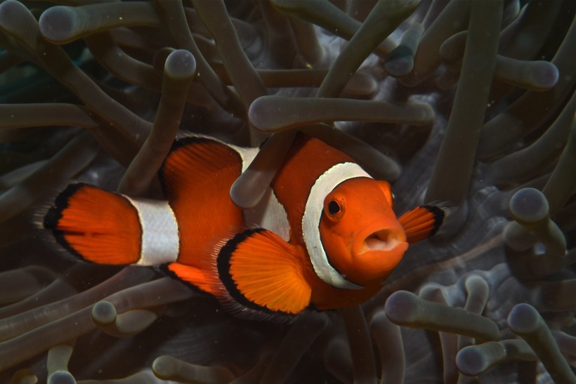 在海葵中穿插遊蕩的小醜魚圖片