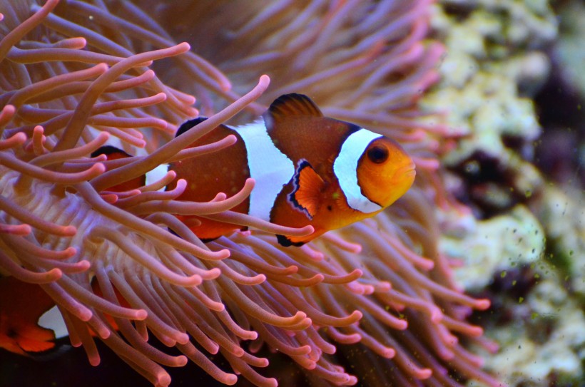 栖息在珊瑚礁裡的小醜魚圖片