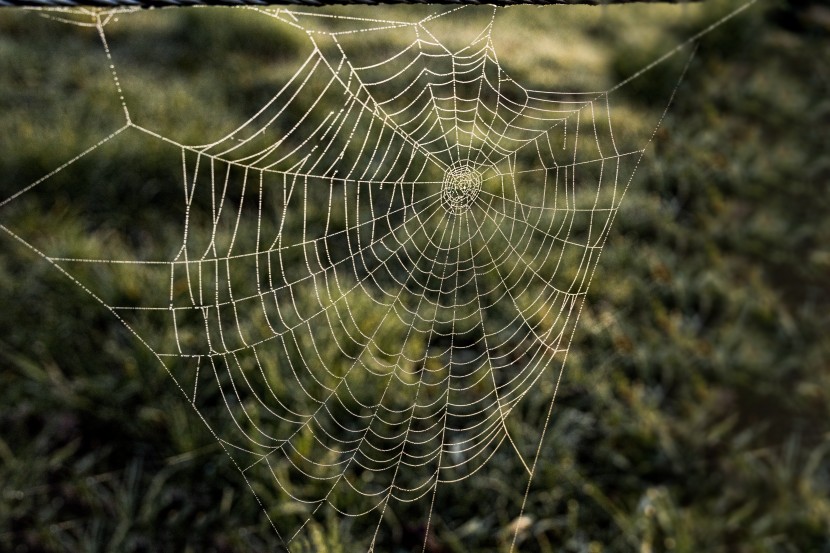 四通八達的蜘蛛網圖片