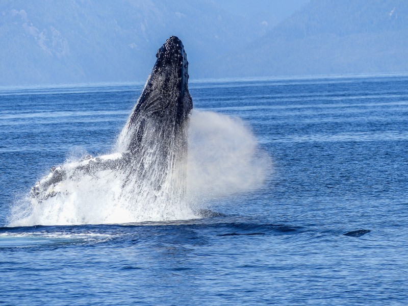 海中跳躍的座頭鲸圖片