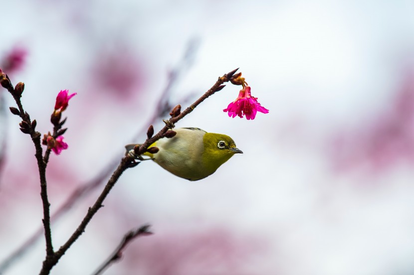 暗綠繡眼鳥圖片