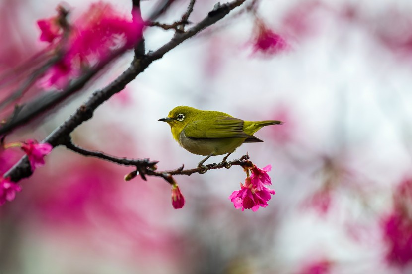 暗綠繡眼鳥圖片